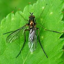 Image result for Dolichos junodii