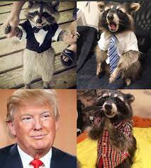 We did not find results for: Raccoon On Twitter Raccoons Wearing Clothes Are Such A Mood