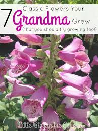Download and use 90,000+ flower garden stock photos for free. 7 Flowers Your Grandma Grew Are Just What You Need To Update Your Garden This Year Flower Ga Beautiful Flowers Garden Flower Garden Plants Flower Landscape