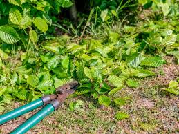 In a study published in 2006, scientists discovered that taking 1,200 milligrams a day of hawthorn extract helped lower blood pressure among individuals taking prescription drugs to treat their type 2 diabetes. Hawthorn Pruning Info When And How To Prune A Hawthorn Tree