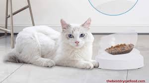 Choosing the best wet cat food for your pet will go a long way to keeping them healthy and happy, even if they are six dinner sid!what is the best wet cat food what is the best wet cat food, though? Best Dry Cat Food Brands Reviews 2021 Never Seen Before