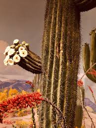 Dining in a cactus forest. Carnegie Museum Of Natural History