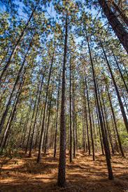 Kessler, extension forester and professor of forestry, and roland e. Top 5 Questions To Ask Before Buying Seedlings Treelines June 2019