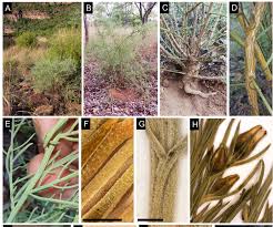 Image result for Thesium goetzeanum