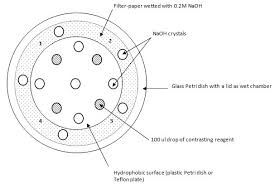 Velg blant mange lignende scener. Immunoelectron Microscopy In Chlamydomonas Cells
