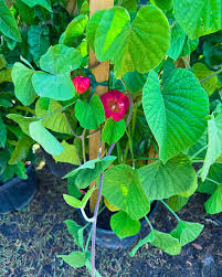 Image result for Stictocardia beraviensis