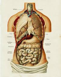 Human anatomy organs gse bookbinder co. Human Anatomy Drawing With Organs Novocom Top