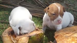 How Your Dog Benefits From Coconut Pethelpful