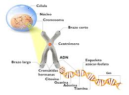Resultado de imagen de El material genético del cromosoma