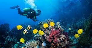 How To Get Your Scuba Diving Certification: Everything You Need To Know -  Thrillist