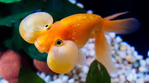 Why Do Goldfish Sit At The Bottom Of A Tank Goldfish Goldfish Types Bubble Eye Goldfish