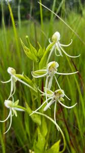 Image result for Habenaria microsaccus