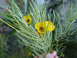 Image result for Senna artemisioides
