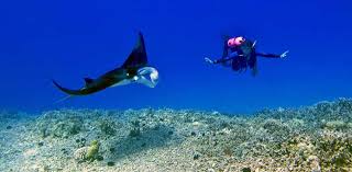 You can take a longer more expensive certification course on the mainland (in colder waters) or you can get certified in maui. Diving On The Big Island Dive Spots Tours And Gear Rental