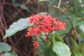 Image result for Clerodendrum
