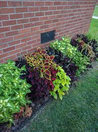 Loving My Border Of Coleus Album On Imgur Front Yard Landscaping Design Front Yard Garden Lawn Design