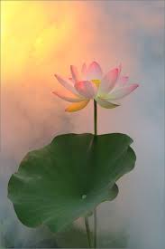 Lotus Flower Dd0a2989 1000 Lotus Flower Art Lotus Flower Pictures Flower Painting