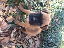 Puppy must be spayed or neutered by the age of 10 months with payment #1. Litter Of 6 Boxer Puppies For Sale In Milledgeville Ga Adn 62329 On Puppyfinder Com Gender Female Age Boxer Puppies For Sale Puppies For Sale Boxer Puppies