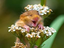 RÃ©sultat de recherche d'images pour "sourire"