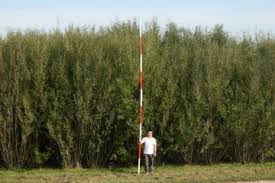 Hi everyone, i've been reading about hybrid willows on a lot of the online nurseries. Research Summary Triploid Hybrids Of Shrub Willow Yield More Biomass Than Diploids And Tetraploids Farm Energy