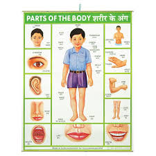 Pin On Body Name