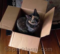 In particular, cats can also eat tuna if they're feeling unwell, for example, if they have tongue ulcers. Photo Hunt Sale Summer S Fabulous Cat Life