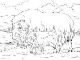 Free musk oxen animal printable coloring pages download. Musk Ox Mother And Baby Coloring Page Free Printable Coloring Pages Baby Coloring Pages Horse Coloring Pages Musk Ox