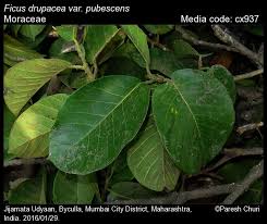 Image result for Moraceae