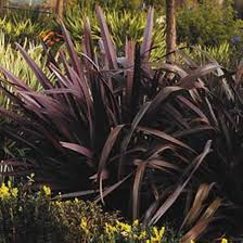Image result for Phormium