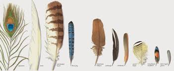 The Nonfiction Detectives Feathers Not Just For Flying In