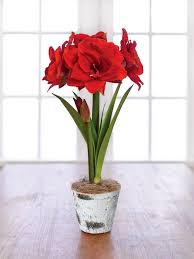 Gently snip a few leaves from each plant. Growing Bulbs Indoors Hgtv