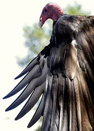 Arizona Writer Monday Goodies Vultures Vulture Scavenger Birds Vulture Culture