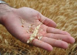 Stone age people in west asia ate wheat, gathered in the wild. Picking Up Grain Hope After Betrayal