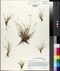 Image result for Abildgaardia ovata