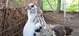 Die antwerpener bartzwerge sind eine der ältesten zwerghuhnrassen und gehören zu den leichtesten zwerghühnern überhaupt. Kennt Ihr Schon Antwerpener Bartzwerge Daniels Kleine Farm