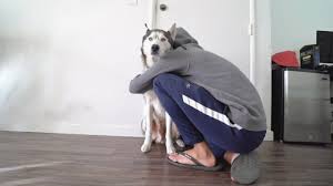 hugging my dog for too long youtube hug me dogs hug