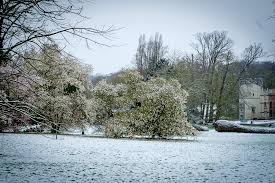 Meise botanic garden remains open! Plantentuin Meise Els Hattink Foto