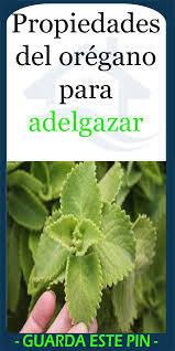 Propiedades Del Oregano Para Adelgazar Hierbas Para Adelgazar Propiedades Del Oregano Remedios Para Adelgazar