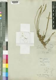 Image result for Lophiocarpus polystachyus