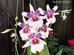 Image result for Blotiella