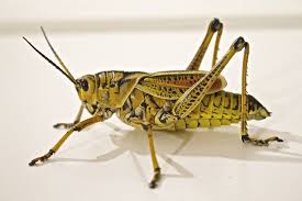 While many pests and diseases are widely distributed, some are most problematic only in certain areas. 7 Destructive Pests In The Agriculture Industry Ledford S Pest Control