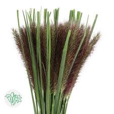 Image result for Chloris roxburghiana