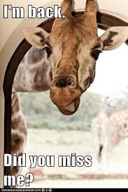 I M Back Did You Miss Me Miss You Funny Funny Morning Memes Funny Qoutes