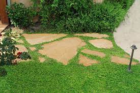 This plant, which grows in usda plant hardiness zones 5 through 8, withstands considerable foot traffic. Plants You Can Walk On Finegardening
