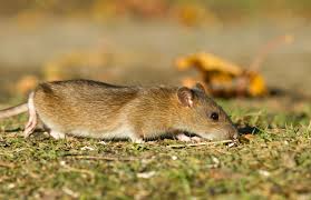 Une Deratisation Rapide Sur Bruxelles Votre Soucis Devient Le Notre Les Rats Rongeur Endroit Sur