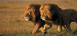 Image result for lions, tigers, and bears, voices in my head
