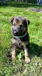 A working dog developed for herding and guarding sheep, the german shepherd dog is also used around the globe as police and military canines and makes an excellent guard dog. Michigan German Shepherd Puppies For Sale April 2017 Litters Available