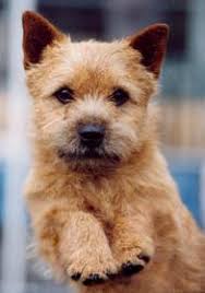 Norwich terrier temperament and personality. Australian Dog Breeds Gallery Dog Breeds Pedigree