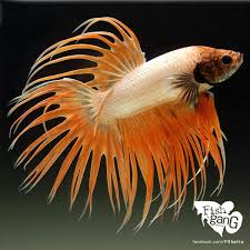 Facebook Com Fgbetta Betta Fish Fish Betta