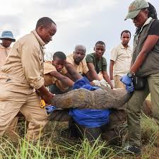 Image result for Zehneria tridactyla